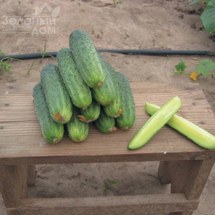 Гектор F1 / Hektor F1,40-43 дня фото 1