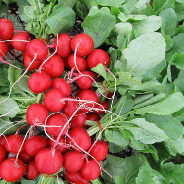 Лаурелла F1 / Laurella F1, 23-25 днів фото 4