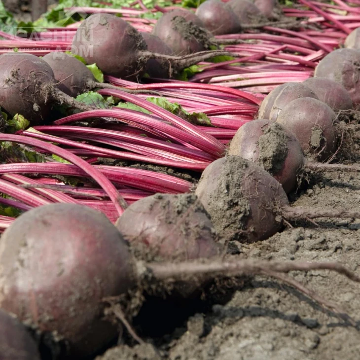 Боро F1 / Boro F1,115 дней фото 1