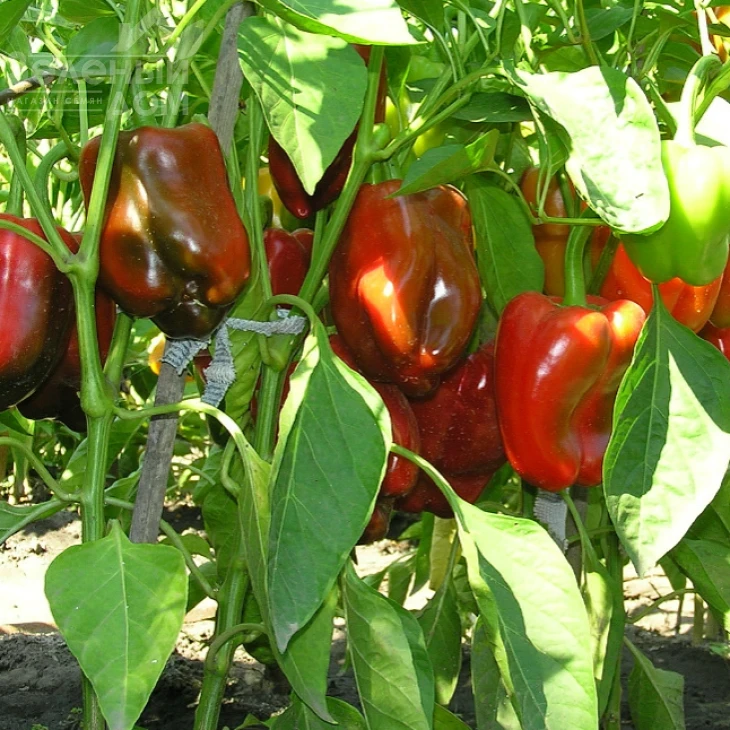 Антей / Antey фото 1