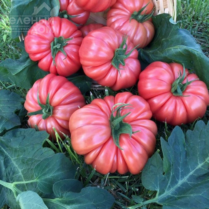 Пінк Кой F1 / Pink Coy F1,105-115 днів фото 2