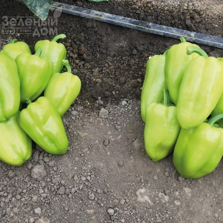 Іветта F1 / Ivetta F1 фото 1