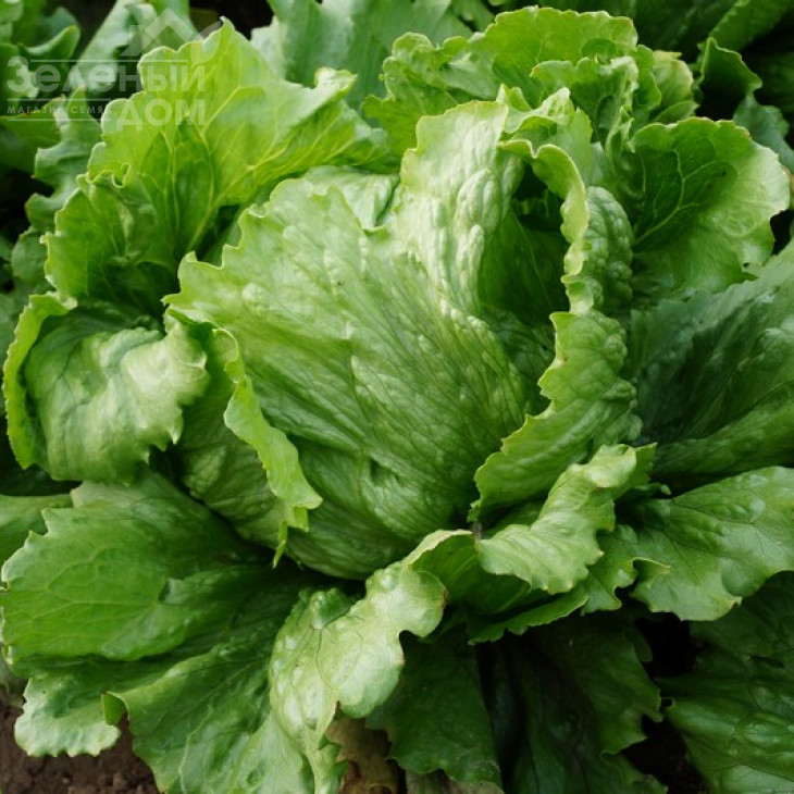 Кларіст / Clarist фото 1