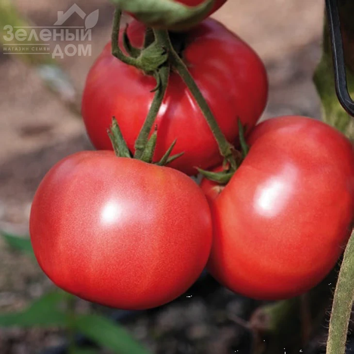 Розализа F1 / Rosaliesa F1,87-90 дней фото 1