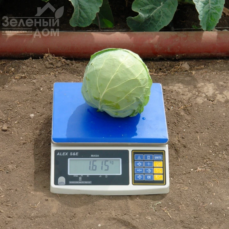 Пандион F1 / Pandion F1,48-53 дня фото 3