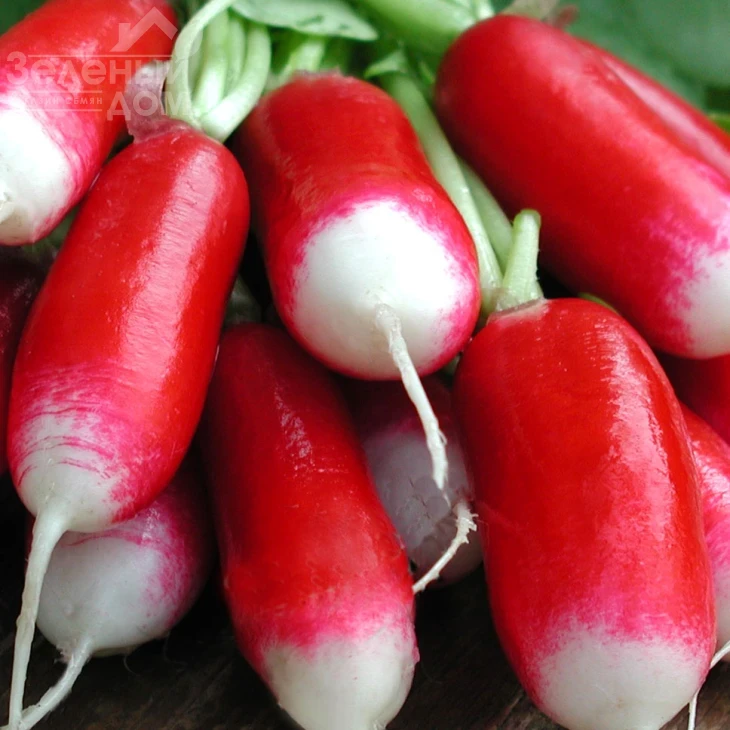 Слована / Slovana,32-35 дней фото 1