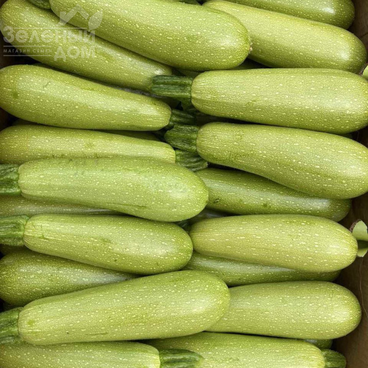 Інесса F1 / Inessa F1 фото 1