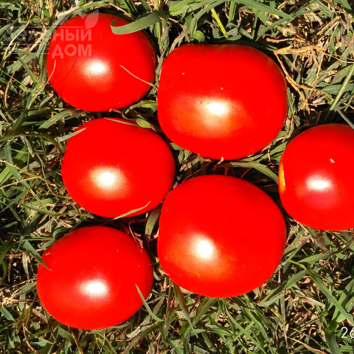 Квікфаєр F1 / Kvikfaer F1,85-95 днів фото 1