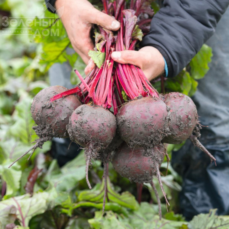 Манзу F1 / Manzu F1,114 днів фото 1