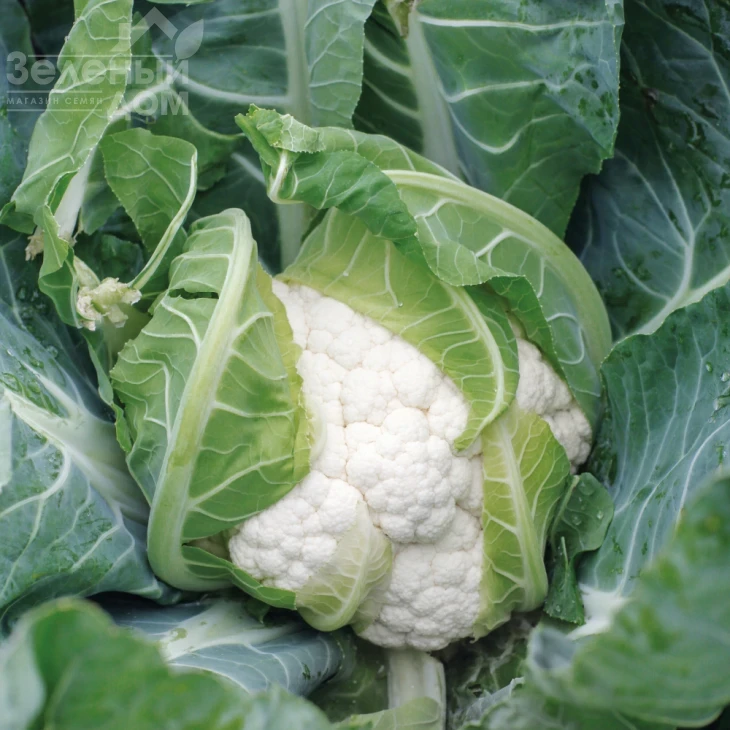 Гохан F1 / Hokhan F1,80-85 дней фото 1