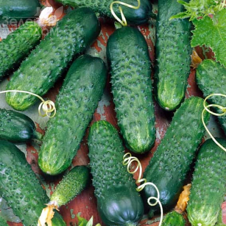 Октопус F1 / Octopus F1,45-48 днів фото 1