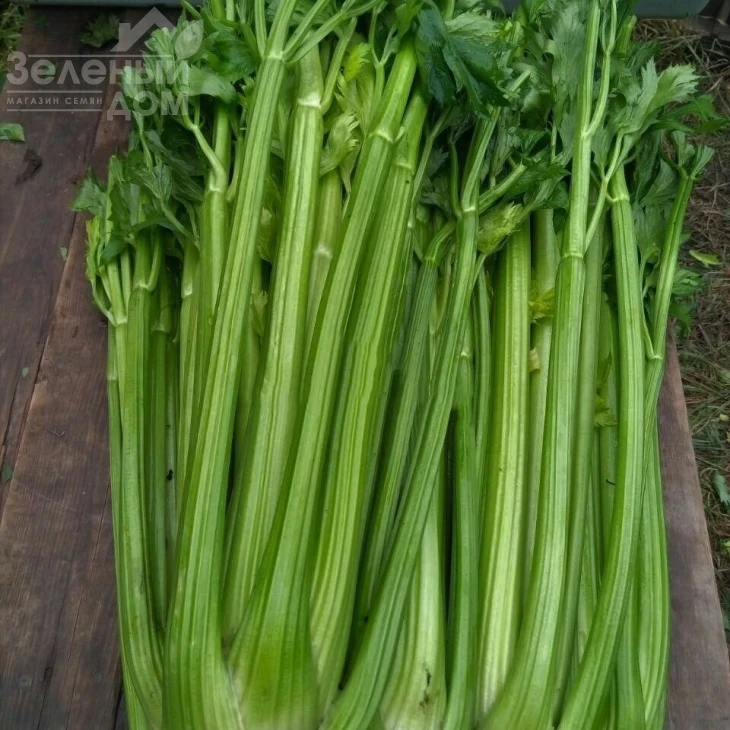 Паскаль Гигант / Pascal Giant,80-90 дней фото 1