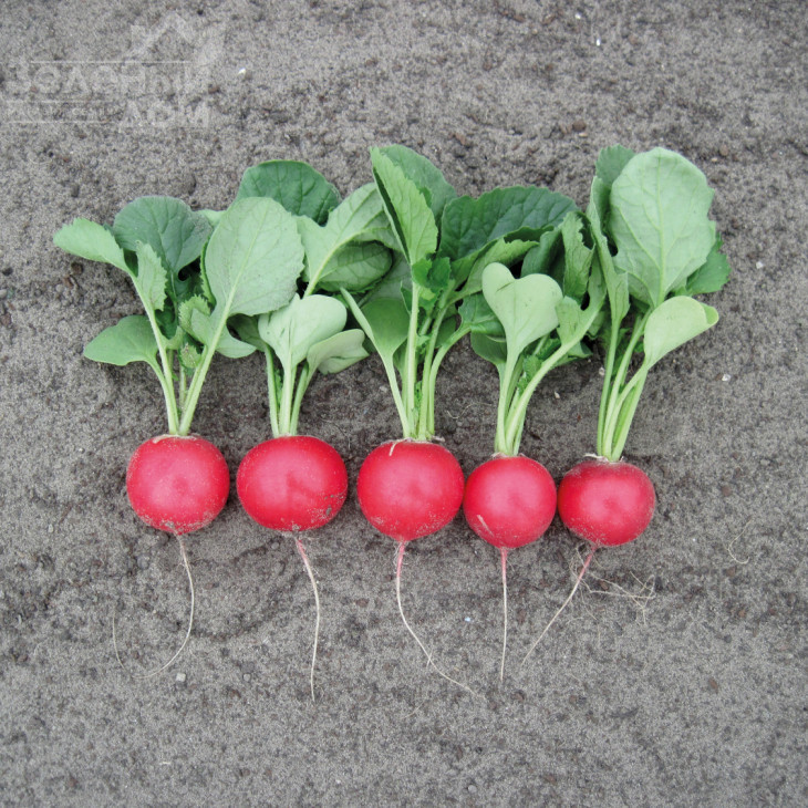 Лаурелла F1 / Laurella F1, 23-25 днів фото 1