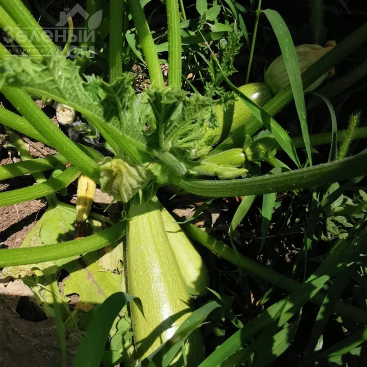 Ренди F1 (INX 5286)  / Rendi F1 (INX 5286),35-37 дней фото 1