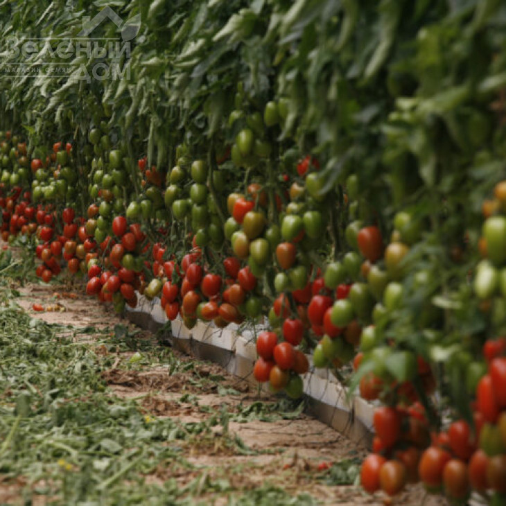 Ельза F1 / Elza F1,100 днів фото 1