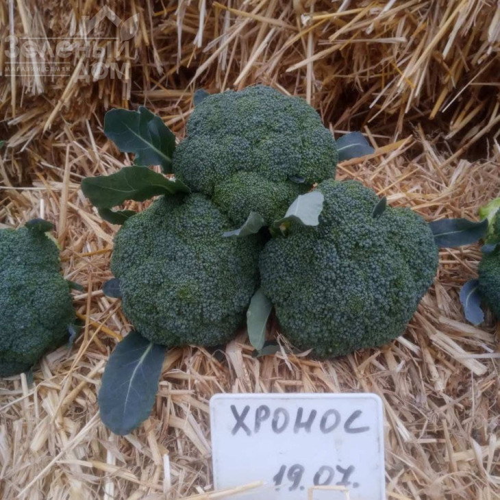 Хронос F1 / Khronos F1, 60-65 днів фото 2