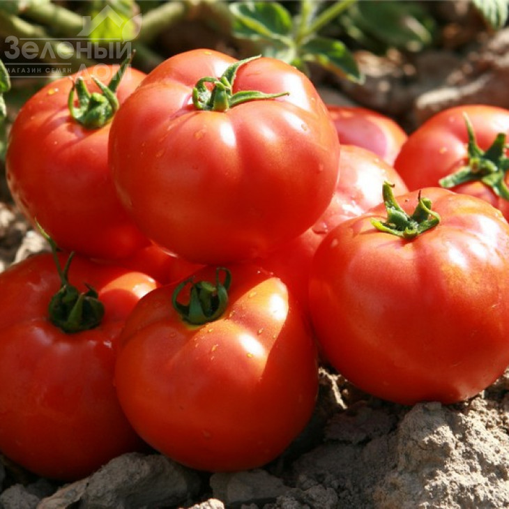 Садін F1 / Sadeen F1,85-100 днів фото 1