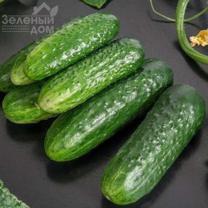 Циркон F1 / Zircon F1,45-50 днів фото 1