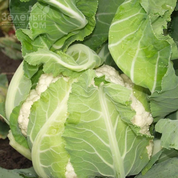 Лекану F1 / Lecanu F1,75-80 дней фото 3