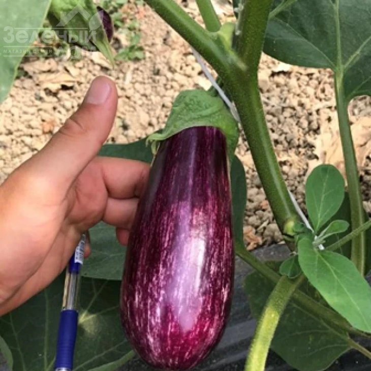 ЦРХ 50141 / CRX 50141 F1,60-65 дней фото 1