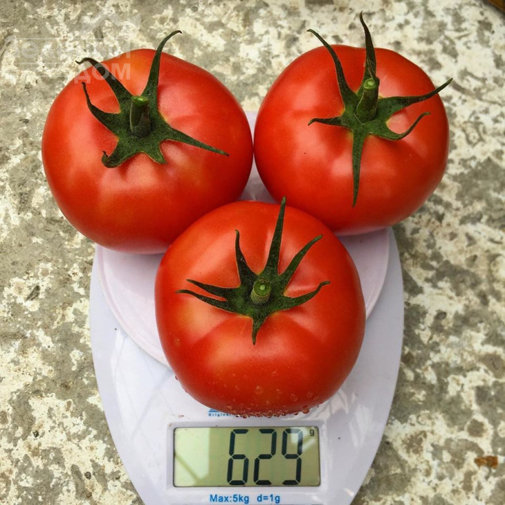 Клад F1 / Klad F1,95 днів фото 3