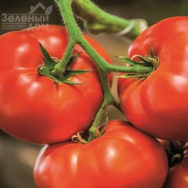 Ники Зел F1 / Niki Zel F1,60-70 дней фото 1