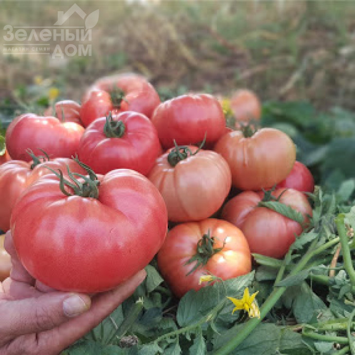 Балроза F1 / Balroza F1,65 днів фото 1