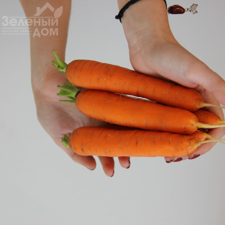 Руфіна F1 / Rufina F1 фото 1