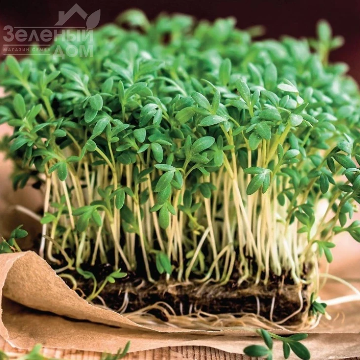 Данский / Danskyi, 14-16 дней фото 1