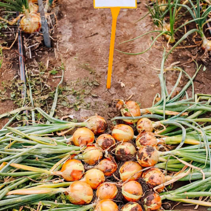 Орленда F1 / Orlenda F1,105-110 днів фото 1