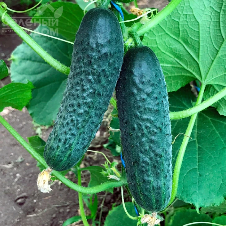 Ирленд F1 / Erlend F1 фото 2