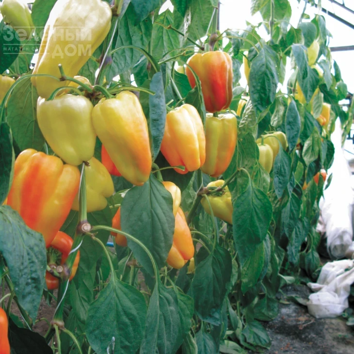 Барби F1 / Barbie F1,62-65 дней фото 2