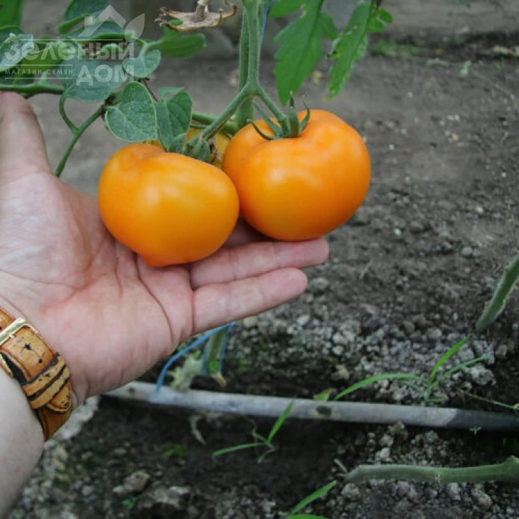 Еллоу Пешен F1 / Yellow Passion F1,100 дней фото 7