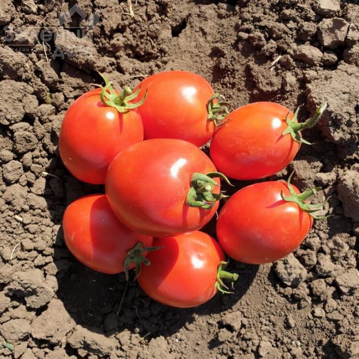 Кафа F1 / Kafa F1,70-75 днів фото 4