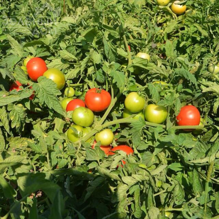 ВТ 42 F1 / BT 42 F1 фото 1