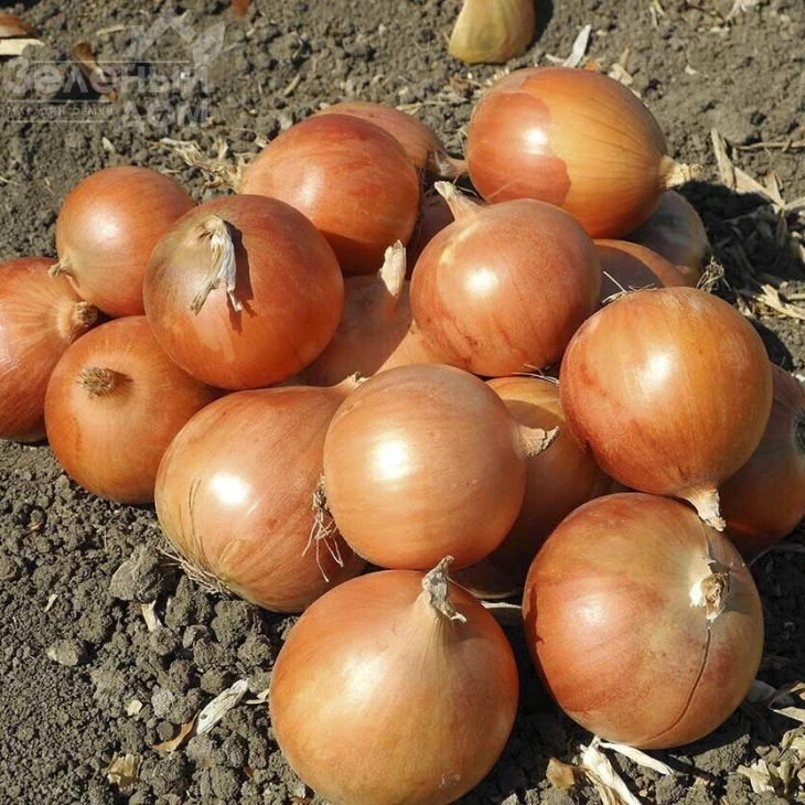 Копер Стар F1 / Copper Star F1,105-110 дней фото 1