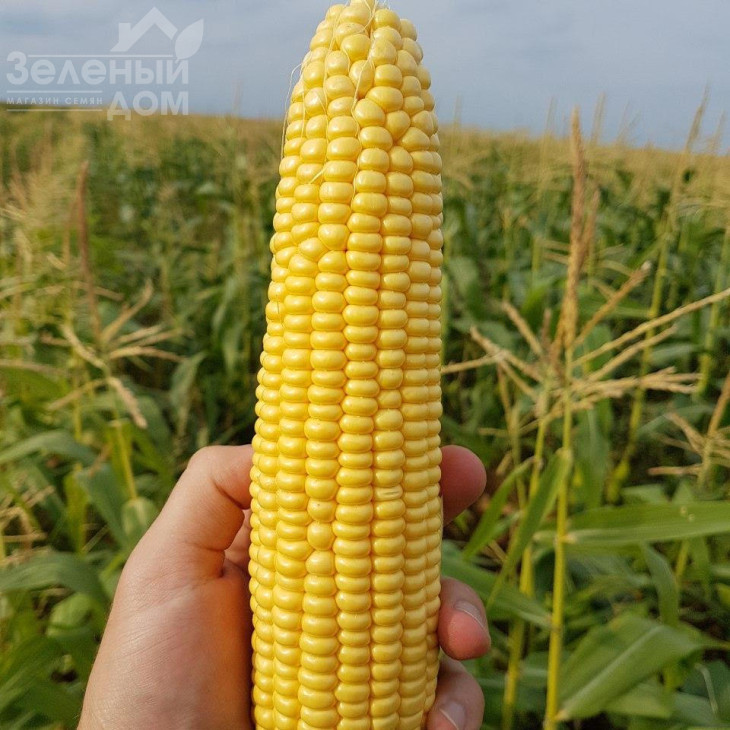 Оватона F1 / Ovatona F1,73 дні фото 3