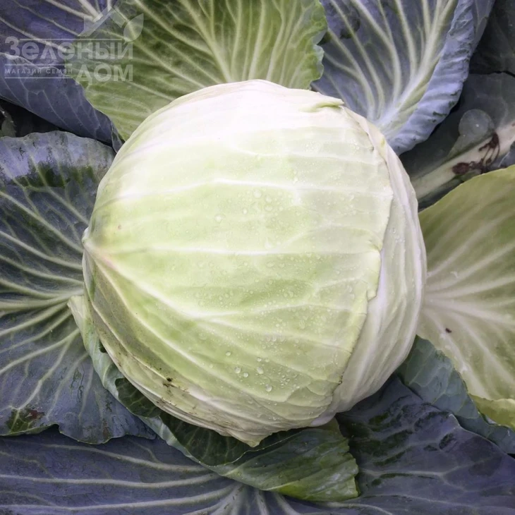 Баланс F1 / Balans F1, 115-120 дней фото 2