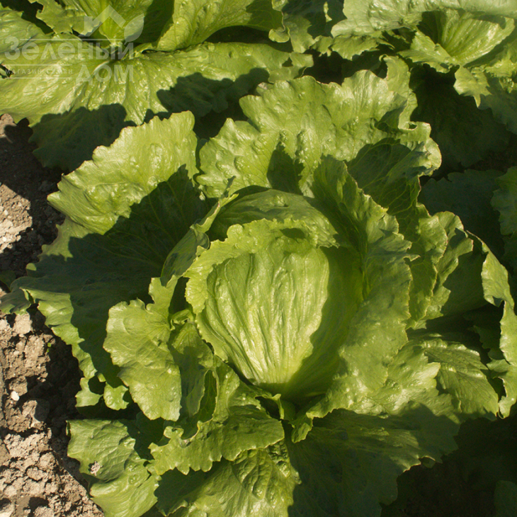 Грін Мун (ICE 18140) / Green Moon (ICE 18140),50-55 днів фото 1