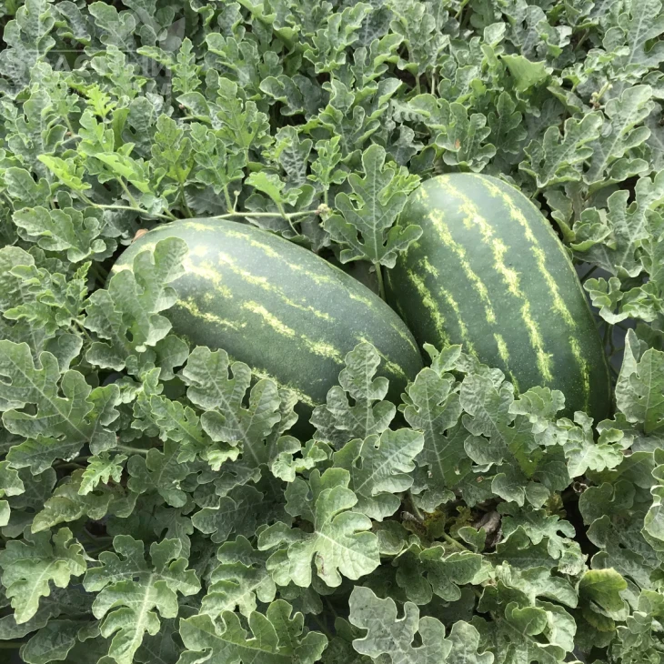 Турбо 840 F1 / Turbo 840 F1 фото 1