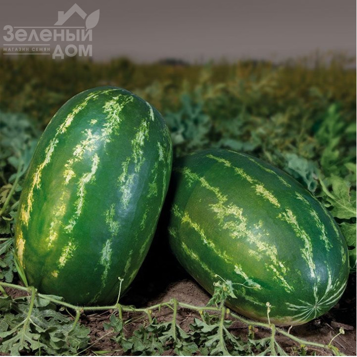 КС 350 F1 / KS 350 F1 фото 1