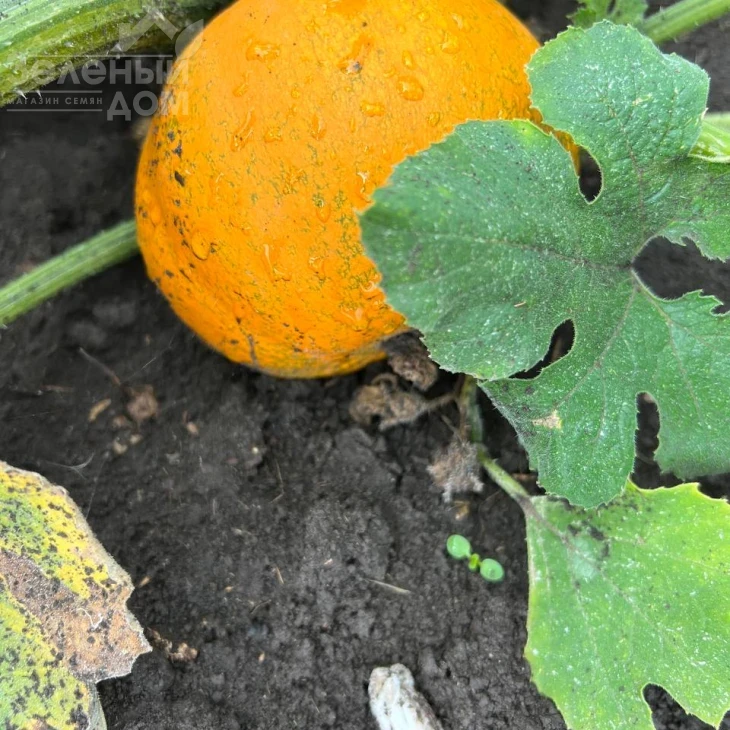 Апрентис F1 / Aprentis F1 фото 2