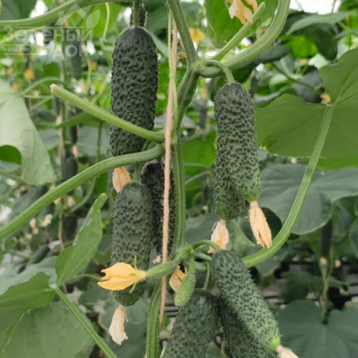 Альшани F1 / Alshany F1, 40-45 дней фото 1