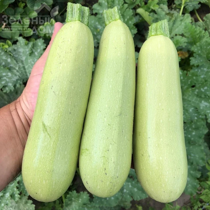 Теренум F1 / Terenum F1, 42 дня фото 3