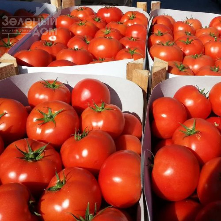 Матіас F1 / Matias F1,100-115 днів фото 1