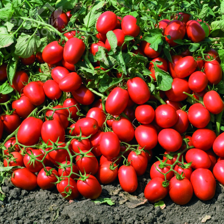 Адванс F1 / Advans F1,110-120 днів фото 1