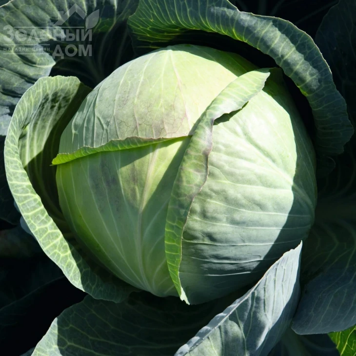 Циклон F1 / Cyclone F1,100 дней фото 1