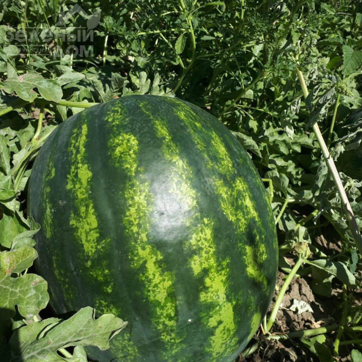 Бонта F1 / Bonta F1, 60-65 днів фото 7