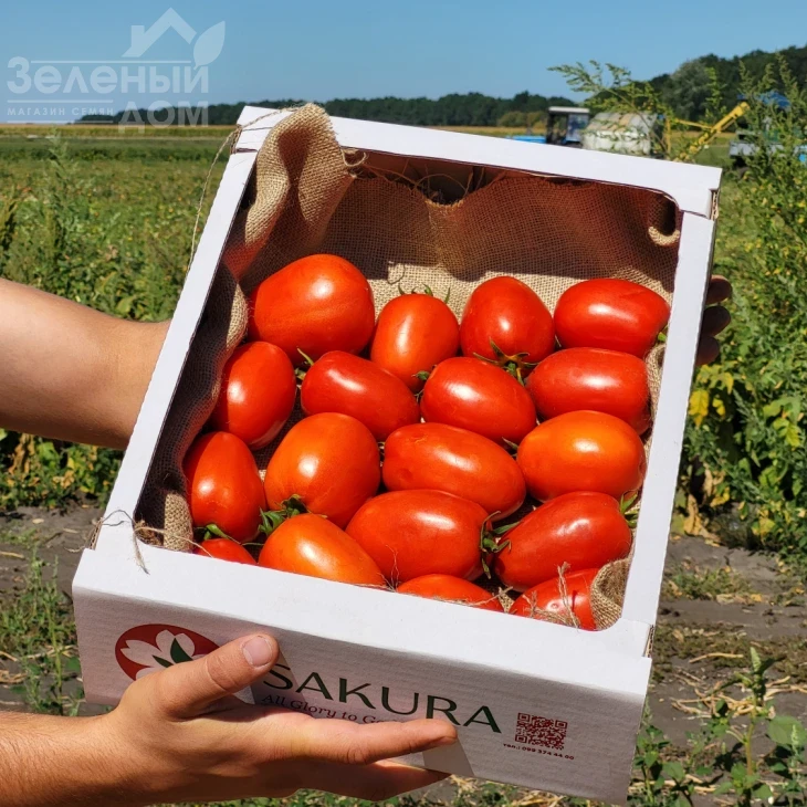 Буэна Виста F1 / Buena Vista F1 фото 2