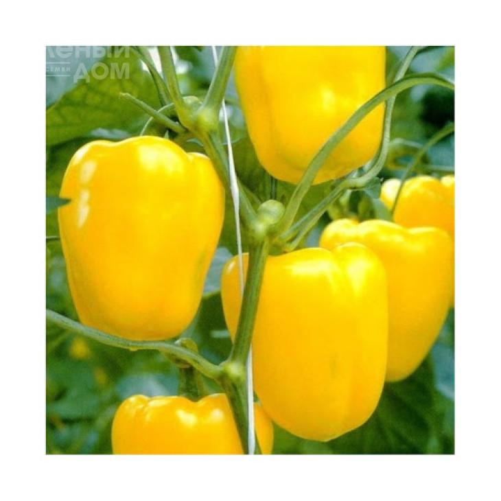 Герардо F1 / Gerardo F1,60-62 дні фото 1